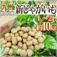 ”新じゃがいも” 秀品 L～2Lサイズ 約10kg 九州ほか国内産【予約 2月下旬以降】 送料無料