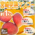 ”宮崎マンゴー” 訳あり 2～4玉前後 約1kg《2kg購入で200g、3kg購入で500g、4kg購入で1kgおまけ》【予約 5月下旬～6月以降】 送料無料