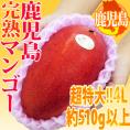 鹿児島産 ”完熟マンゴー” 秀品 超特大4L 約510g以上 パック入り【予約 5月中下旬以降】
