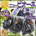 岡山産 種なしぶどう ”ニューピオーネ” 秀品 3～5房 約2kg 化粧箱 種なしピオーネ【予約 7月中旬以降】 送料無料