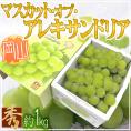 岡山産 ”マスカット・オブ・アレキサンドリア” 2房 約1kg 化粧箱 ぶどう【予約 7月以降】 送料無料
