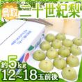 鳥取産 ”二十世紀梨” 大玉12～18玉 約5kg 産地箱【予約 8月末以降】 送料無料