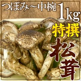 中国産 ”松茸” 特撰 約1kg つぼみ～中椀 大きさおまかせ【お届け日指定可能】 送料無料