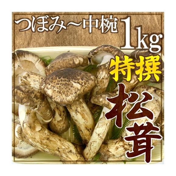 中国産 ”松茸” 特撰 約1kg つぼみ~中椀 大きさおまかせ【お届け日指定可能】 送料無料01