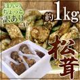 ”中国産 松茸” 約1kg 原体・ほんのちょっと訳あり つぼみ～開き 大きさおまかせ【予約 7月～8月以降】 送料無料