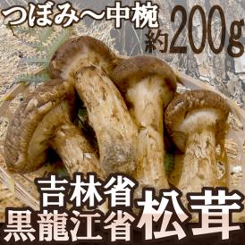 ”中国・吉林省産 松茸” 3～6本前後 約200g つぼみ～中椀【予約 8月中下旬～9月末頃】 送料無料