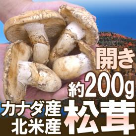 カナダ・北米産 ”松茸” 開き 2～6本 約200g【予約 9月中下旬以降】 送料無料