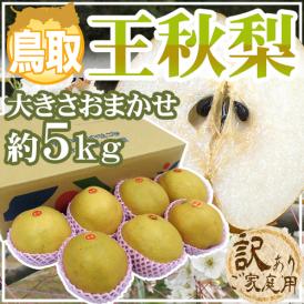 鳥取産 ”王秋梨” 訳あり 約5kg 大きさおまかせ【予約 11月以降】 送料無料