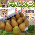 ”ゼネラルレクラーク” 秀品 8～16玉前後 約5kg 産地厳選 洋梨【予約 10月下旬以降】 送料無料