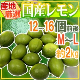 ”国産レモン” 約2kg 12～18玉前後 M～L 産地厳選【予約 入荷次第発送】 送料無料