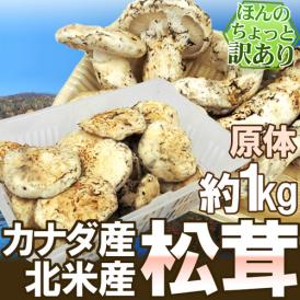 カナダ・北米産 ”松茸” 約1kg 原体・ほんのちょっと訳あり 大きさおまかせ【予約 9月中下旬以降】 送料無料