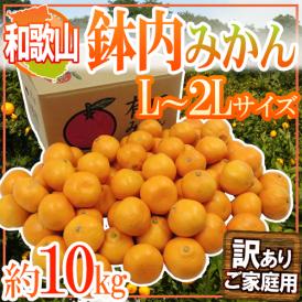和歌山・有田産 ”鉢内みかん” 訳あり L～2Lサイズ 約10kg はちうちみかん【予約 11月末以降】 送料無料