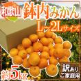 ”和歌山・有田産 鉢内みかん” 訳あり L～2Lサイズ 約5kg はちうちみかん【予約 11月末以降】 送料無料