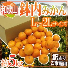 ”和歌山・有田産 鉢内みかん” 訳あり L～2Lサイズ 約5kg はちうちみかん【予約 11月末以降】 送料無料