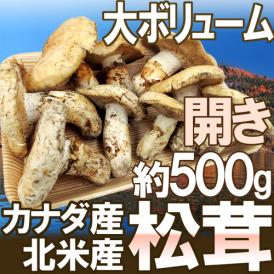 カナダ・北米産 ”松茸” 約500g 開き 大きさおまかせ【予約 9月中下旬以降】 送料無料
