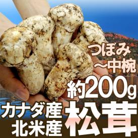 カナダ・北米産 ”松茸” 約200g つぼみ～中椀 大きさおまかせ【予約 9月中下旬以降】 送料無料