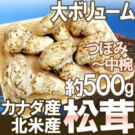 カナダ・北米産 ”松茸” 約500g つぼみ～中椀 大きさおまかせ【予約 9月中下旬以降】 送料無料