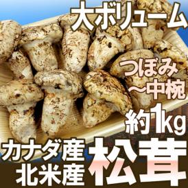 カナダ・北米産 ”松茸” 約1kg つぼみ～中椀 大きさおまかせ【予約 9月中下旬以降】 送料無料
