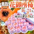 鳥取産 ”花御所柿” 秀品 16～24玉 風袋込約5kg【予約 12月以降】 送料無料