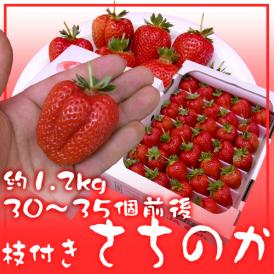 徳島産 枝付き ”さちのか” 大粒 約1.2kg いちご【予約 1月以降】 送料無料