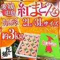 愛媛中島産 ”紅まどんな” 赤秀品 2L~3L 大玉10~12玉 約3kg 「匠と極」シリーズ【お歳暮・予約 12月以降】 送料無料