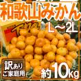 ”和歌山みかん” 訳あり L～2Lサイズ 約10kg【予約 11月末以降】 送料無料