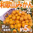 ”和歌山みかん” 訳あり L～2Lサイズ 約5kg【予約 11月末以降】 送料無料