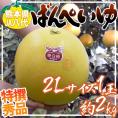 ”熊本県八代特産 晩白柚” ばんぺいゆ 秀品 2Lサイズ 約2kg【予約 12月以降】