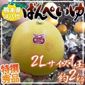 ”熊本県八代特産 晩白柚” ばんぺいゆ 秀品 2Lサイズ 約2kg【予約 12月以降】