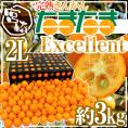 宮崎県 ”完熟きんかん たまたまエクセレント EX” 2Lサイズ 約3kg【予約 2月中旬以降】 送料無料