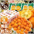 宮崎県 ”完熟きんかん たまたま” 秀品 大粒2Lサイズ 約1kg 化粧箱【予約 2月中旬以降】 送料無料