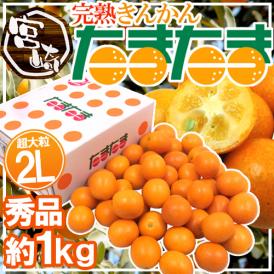 宮崎県 ”完熟きんかん たまたま” 秀品 大粒2Lサイズ 約1kg 化粧箱【予約 2月中旬以降】 送料無料