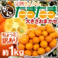 宮崎県 ”完熟きんかん たまたま” ちょっと訳あり 約1kg 大きさおまかせ《3kg購入で送料無料》【予約 2月中旬以降】