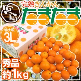 宮崎県 ”完熟きんかん たまたま” 秀品 超大粒3Lサイズ 約1kg 化粧箱【予約 2月中旬以降】 送料無料