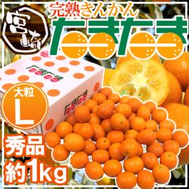 宮崎県 ”完熟きんかん たまたま” 秀品 Lサイズ 約1kg 化粧箱【予約 2月中旬以降】 送料無料