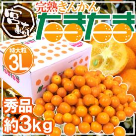 宮崎県 ”完熟きんかん たまたま” 秀品 3Lサイズ 約3kg【予約 2月中旬以降】 送料無料