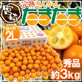宮崎県 ”完熟きんかん たまたま” 秀品 2Lサイズ 約3kg【予約 2月中旬以降】 送料無料