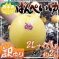 ”熊本県八代特産 晩白柚” ばんぺいゆ ちょっと訳あり 大玉2Lサイズ 約2kg【予約 12月以降】