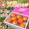 長崎 マルナン ”天草オレンジ” 秀品 6～11玉 約2.5kg 化粧箱【予約 11月下旬以降】 送料無料