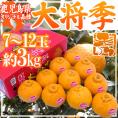 鹿児島産 ”デコポン 大将季” 秀品 7～12玉 約3kg 産地化粧箱【予約 12月以降】 送料無料