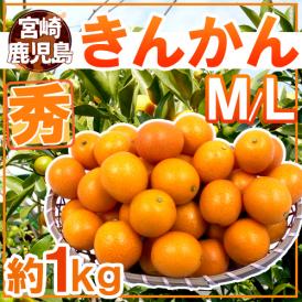 宮崎・鹿児島県 ”きんかん” 秀品 M～L 約1kg 金柑【予約 11月下旬以降】