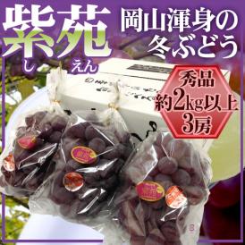 岡山産 ”紫苑ぶどう” 秀品 大房 3房 約2kg以上【予約 10月下旬以降】 送料無料