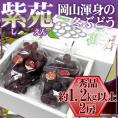 岡山産 ”紫苑ぶどう” 秀品 大房 2房 約1.2kg以上 化粧箱【予約 10月下旬以降】 送料無料