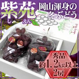 岡山産 ”紫苑ぶどう” 秀品 大房 2房 約1.2kg以上 化粧箱【予約 10月下旬以降】 送料無料