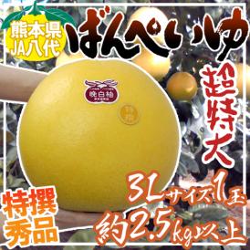 ”熊本県八代特産 晩白柚” ばんぺいゆ 秀品 超特大3Lサイズ 約2.5kg【予約 12月下旬以降】