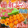 愛媛中島産 ”紅まどんな” 青秀品 M~2L 12~16玉 約3kg【お歳暮・予約 12月以降】 送料無料
