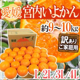 愛媛産 ”宮内いよかん” 訳あり L～4Lサイズ 約9～10kg【予約 1月中旬以降】 送料無料