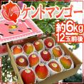 ペルー産 ”ケントマンゴー” 大玉12玉前後 約6kg 航空便【予約 入荷次第発送】 送料無料
