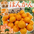 ”ぽんかん” 秀品 2L～3Lサイズ 約5kg 産地厳選 ポンカン【予約 1月中下旬以降】 送料無料