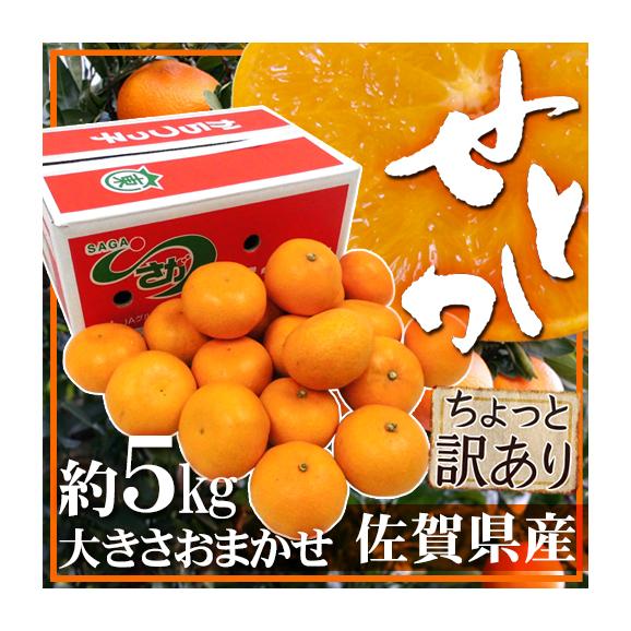 最新コレックション 佐賀産 ”せとか” 1 大きさおまかせ【予約 約5kg ちょっと訳あり 果物